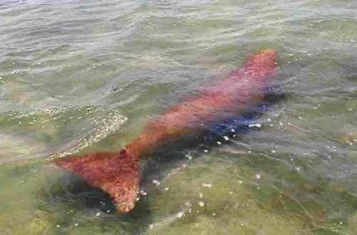 Adabra Dugong