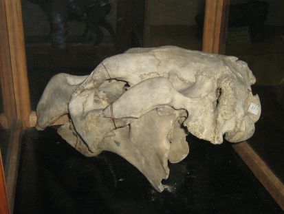 Skull