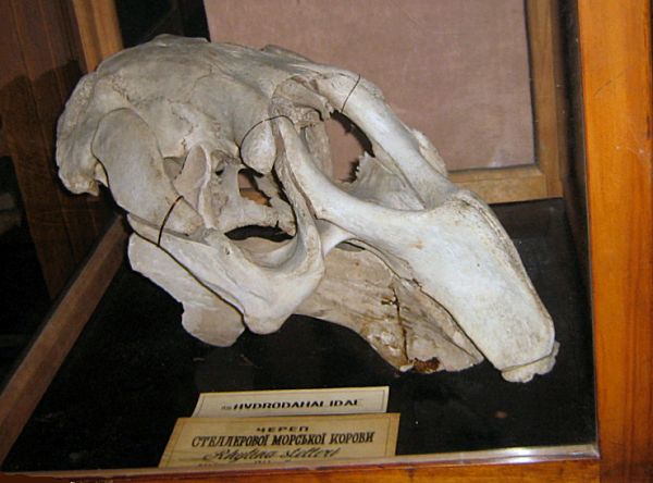 Skull