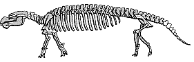 Zeichnung des Skeletts der Pezosiren