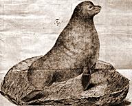 Seebär