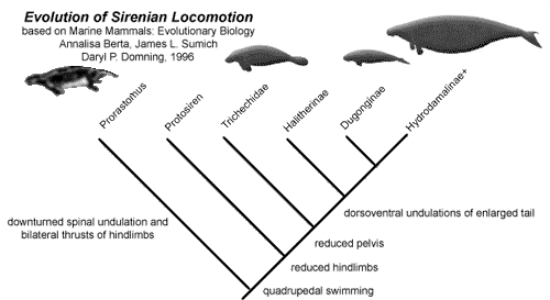 Kladogramm der Sirenen