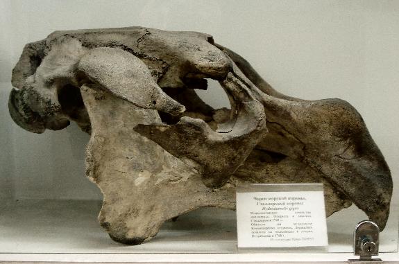 Skull